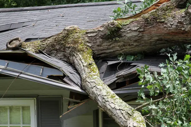 Storm damage to roof - fallen tree