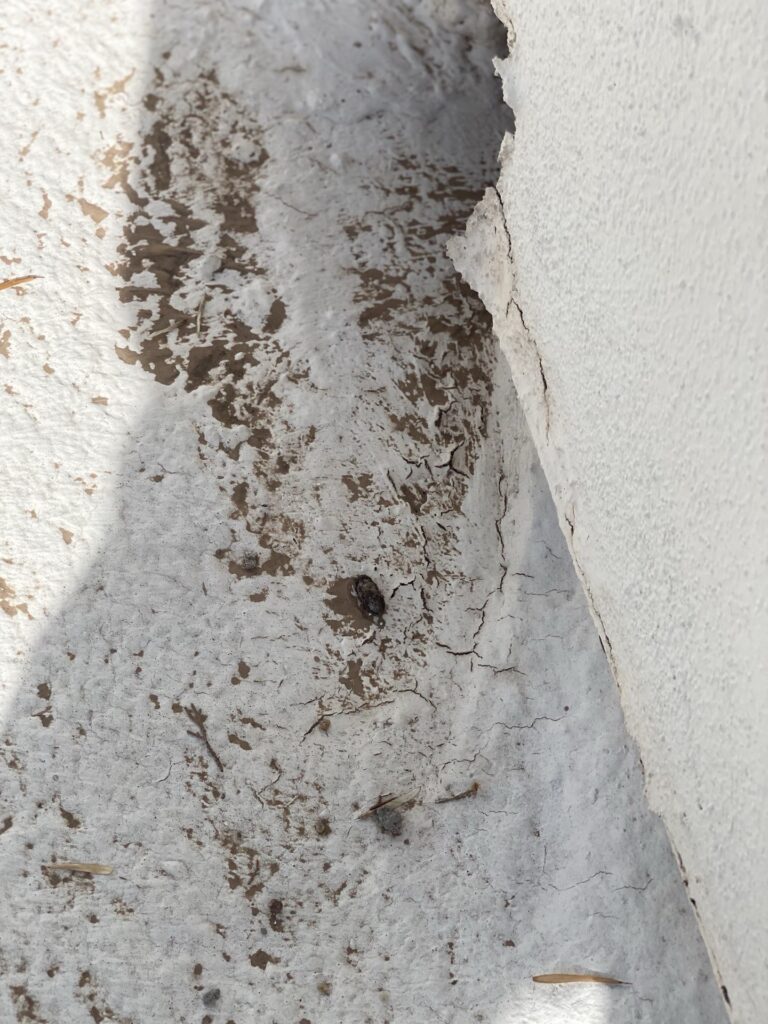 flat roof replacement